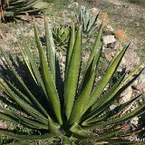 Agave lophanta poselgeri ©JC Fluet.JPG